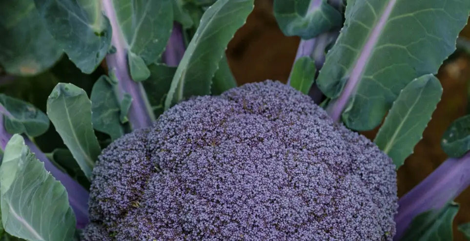 Primer brócoli morado