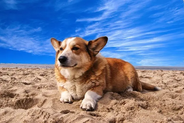 Perro playa
