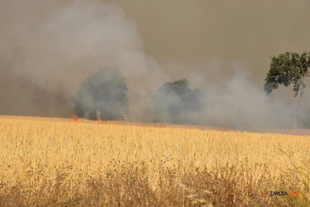 Incendio Almaraz de Duero_19