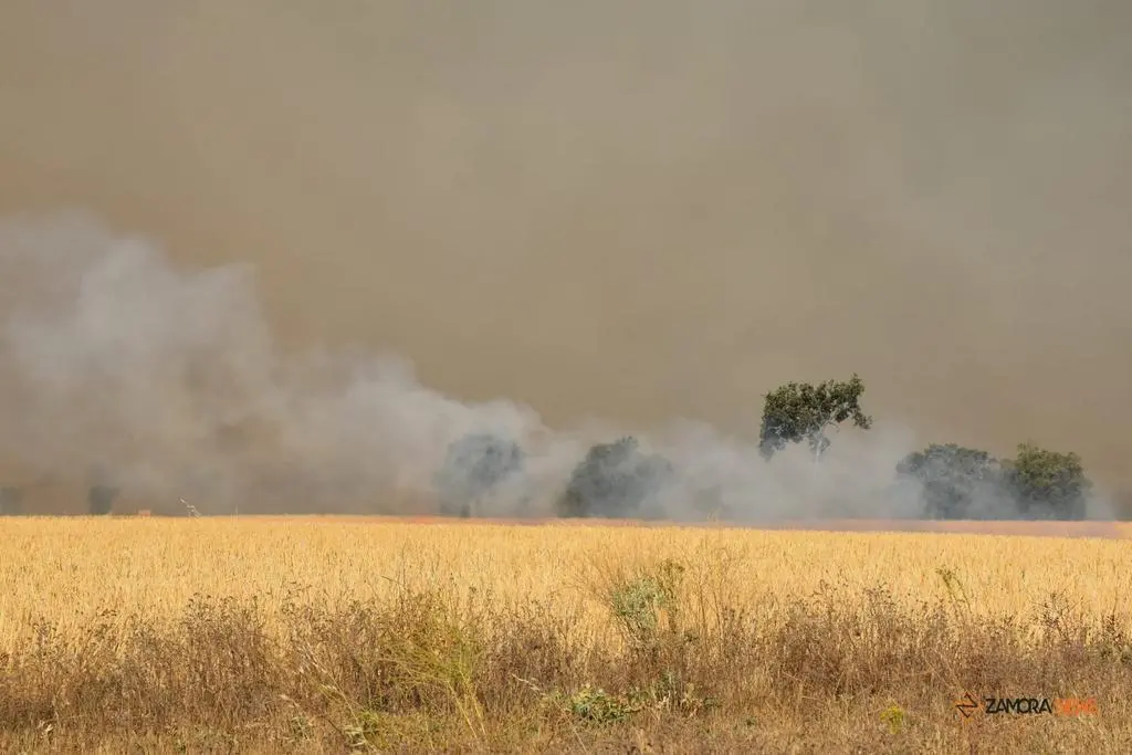 Incendio Almaraz de Duero_15