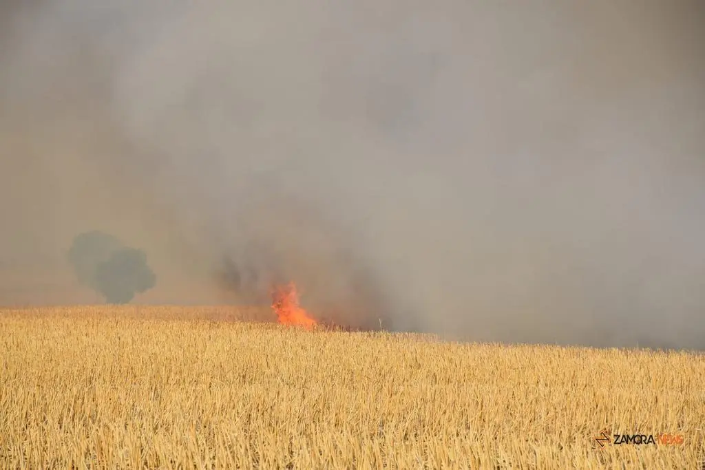 Incendio Almaraz de Duero_16