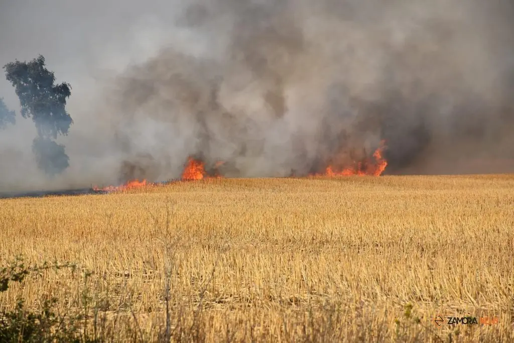 Incendio Almaraz de Duero_5.  Imagen de archivo