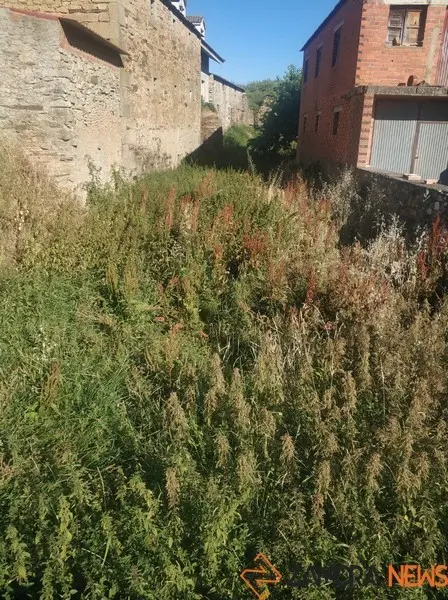 Maleza en Bermillo de Alba