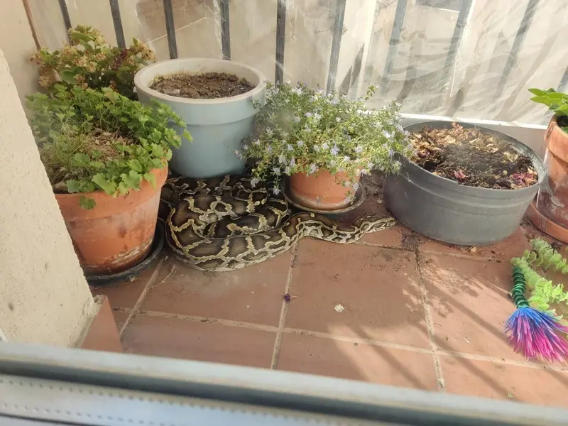 La pitón en el balcón de la casa donde fue encontrada