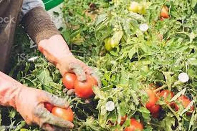 Recogida de tomates. Foto istockphoto.com