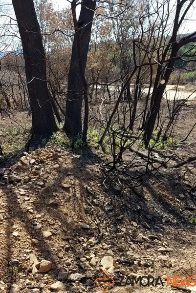 Los helechos comienzan a nacer en una Sierra de la Culebra calcinada