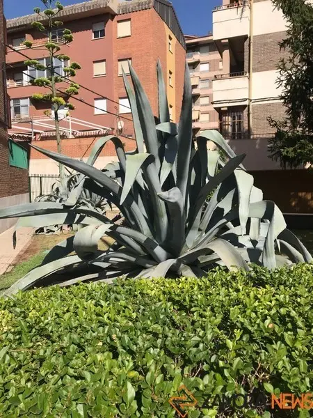 Planta de Aloe vera en Zamora