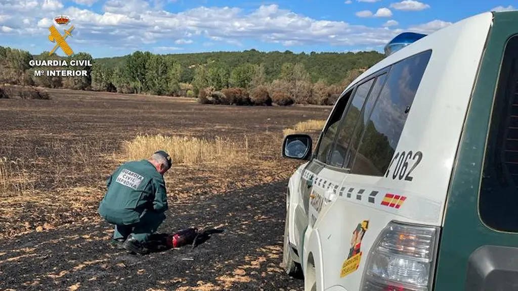 La Guardia Civil investiga los incendios en Palencia