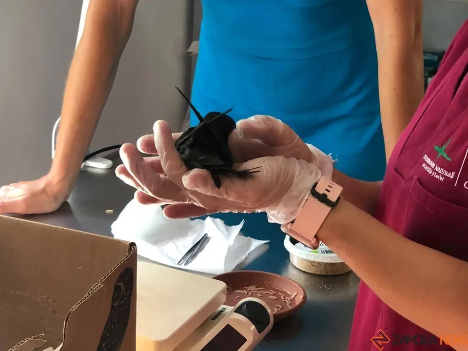 animales en villaralbo vencejos