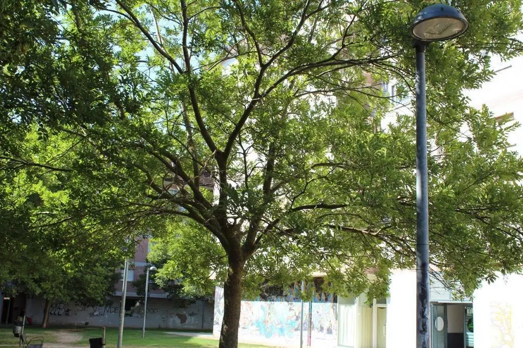 Alumbrado LED en un barrio de Zamora