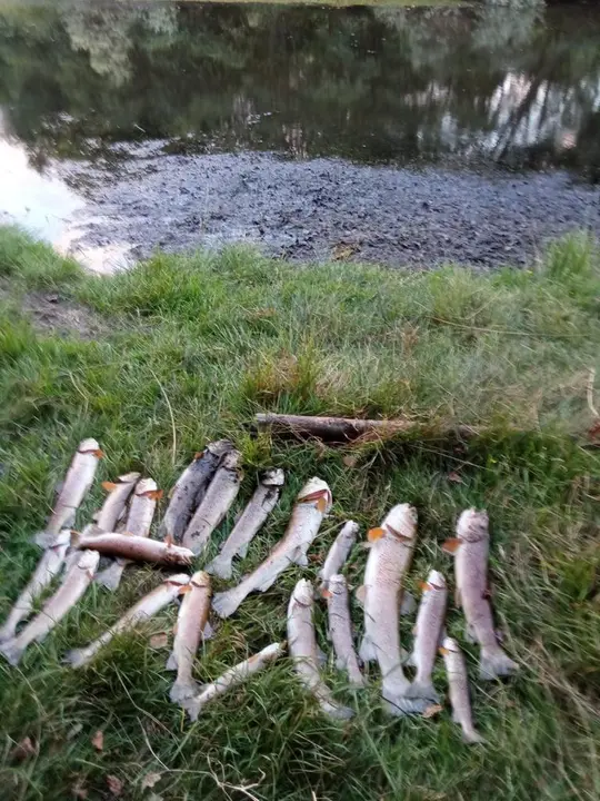 01 Truchas muertas Río Castro en Sanabria 09-08-2022