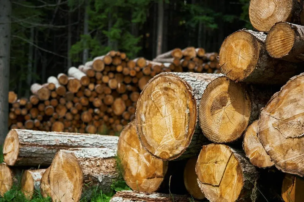 Corta de madera