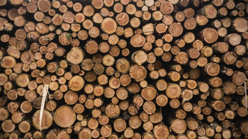 Corta de madera