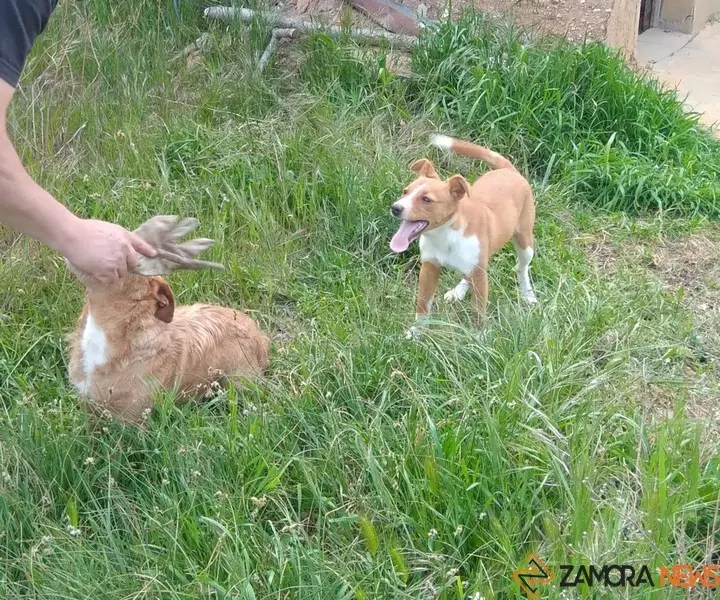 Perros de caza
