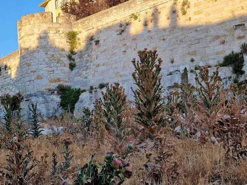 Estado de uno de los entornos de la muralla de Zamora