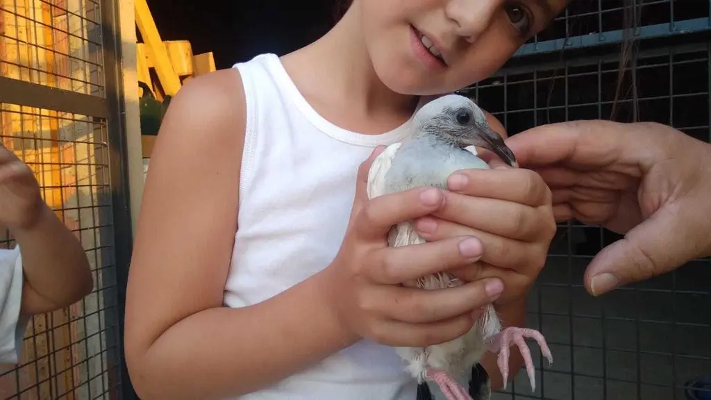 La bandada de pájaros de Martins Armenio (4)