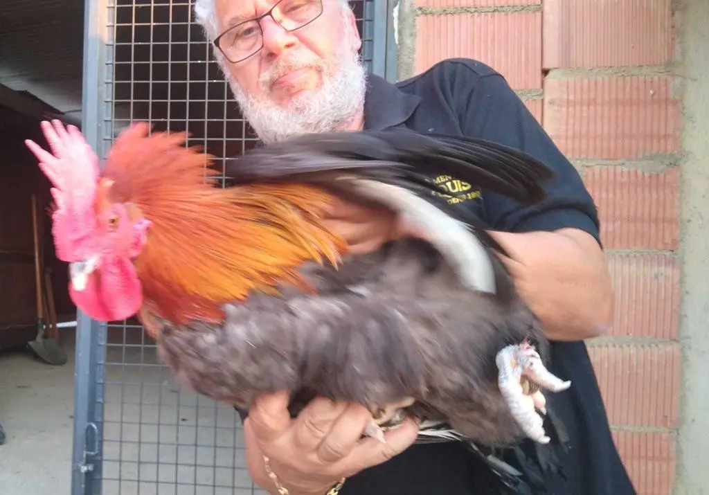 La bandada de pájaros de Martins Armenio (13)