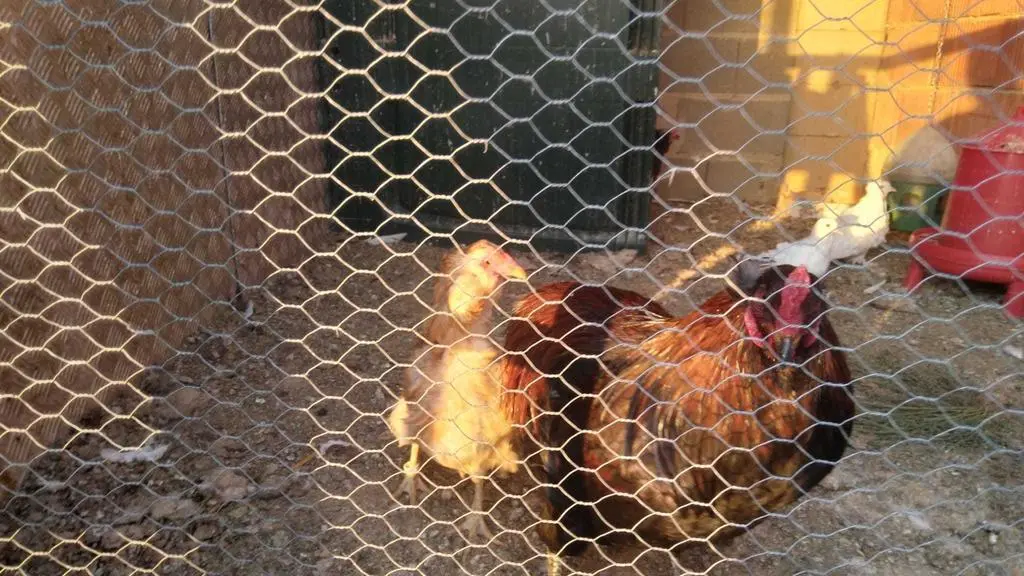 La bandada de pájaros de Martins Armenio (16)