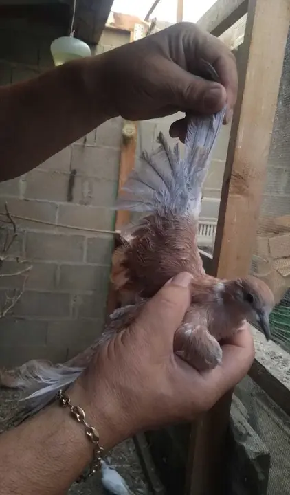 La bandada de pájaros de Martins Armenio (19)