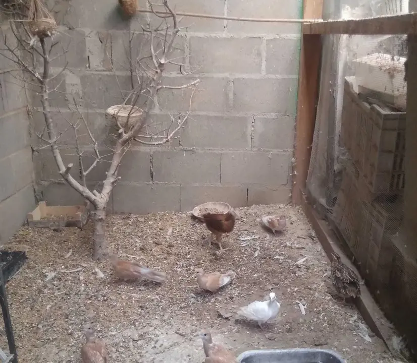 La bandada de pájaros de Martins Armenio (20)