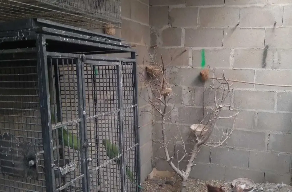 La bandada de pájaros de Martins Armenio (21)