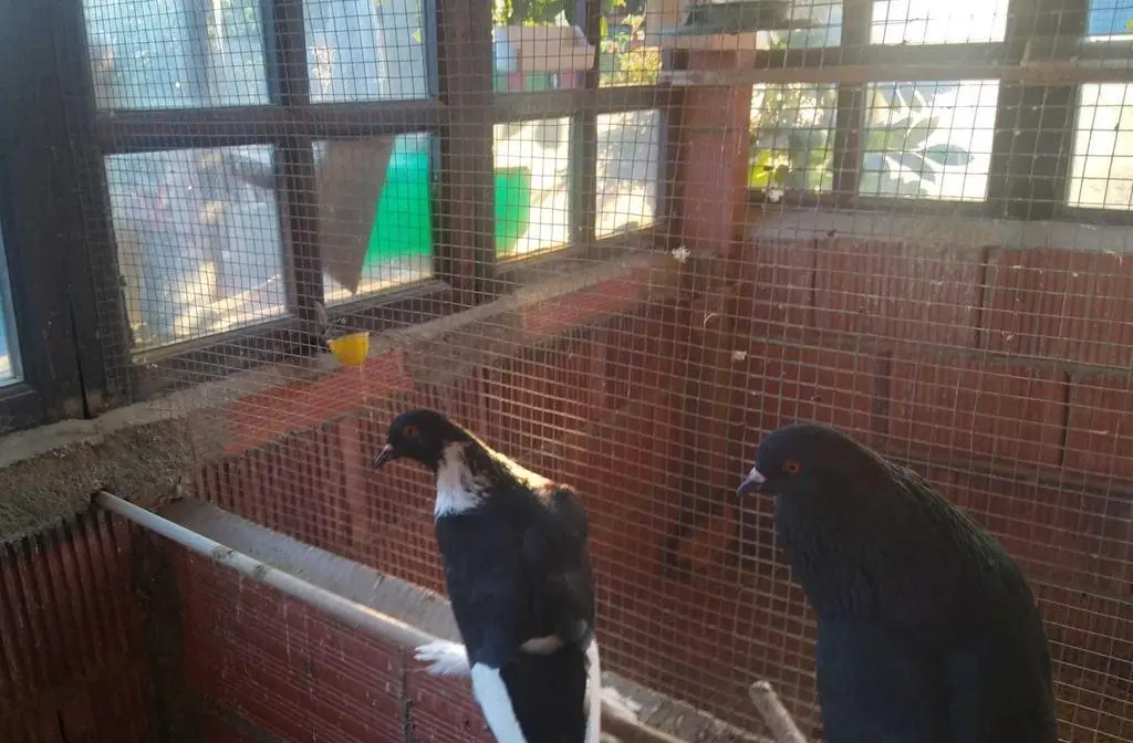 La bandada de pájaros de Martins Armenio (27)