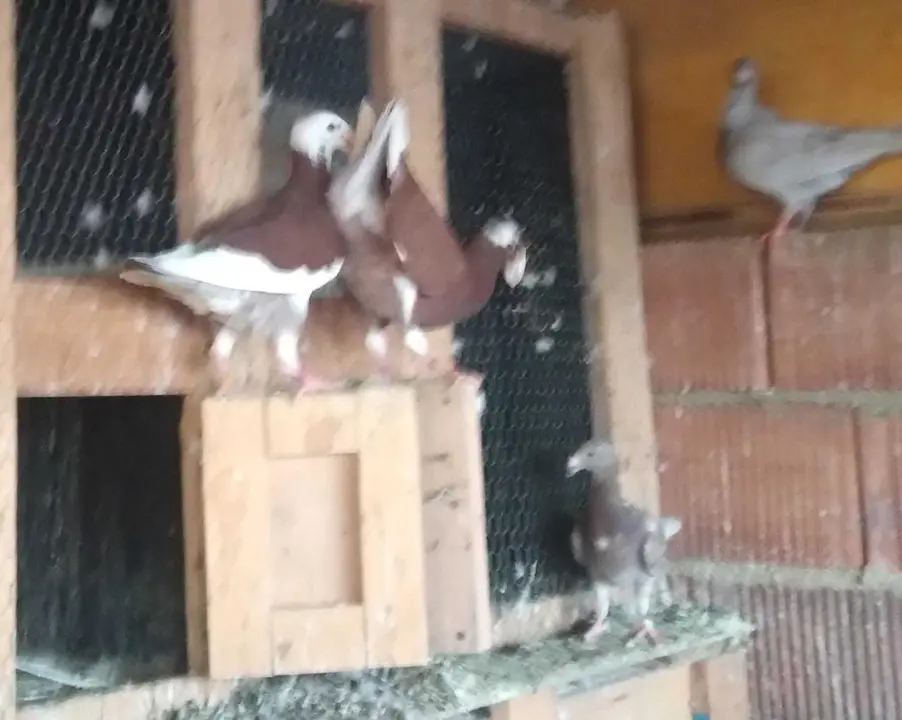 La bandada de pájaros de Martins Armenio (29)