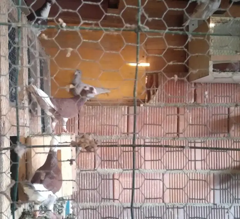 La bandada de pájaros de Martins Armenio (30)