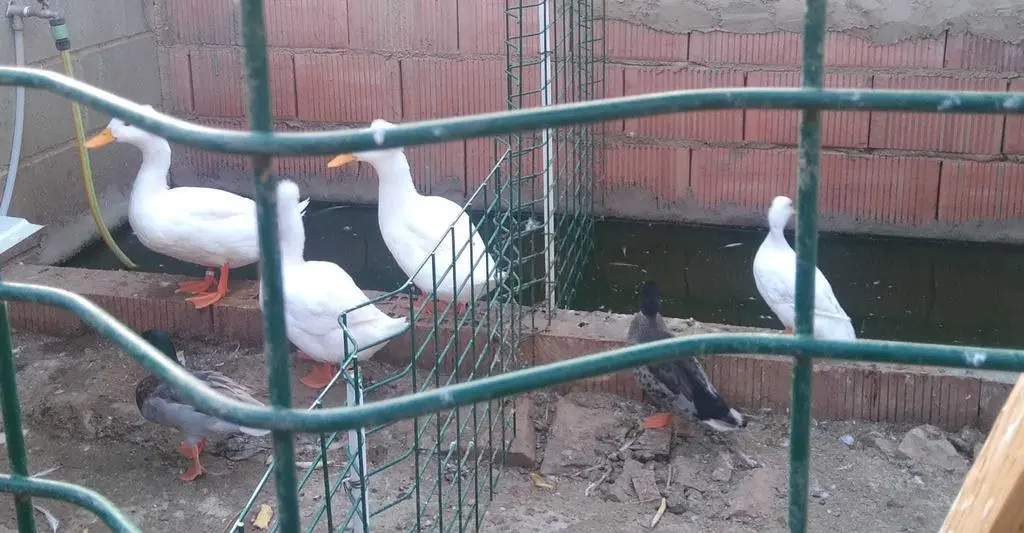 La bandada de pájaros de Martins Armenio (34)