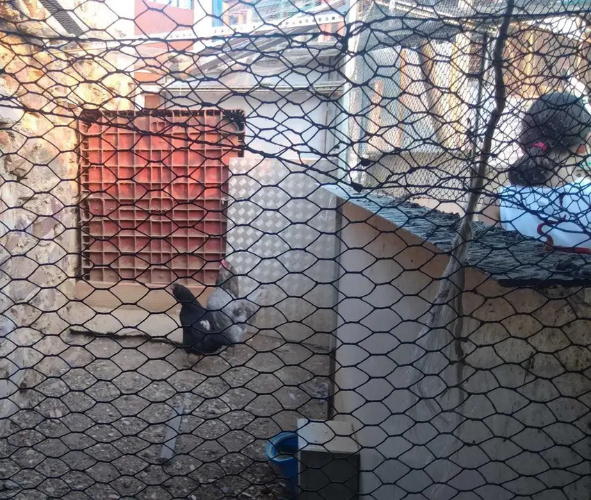 La bandada de pájaros de Martins Armenio (37)