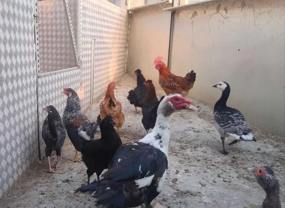 La bandada de pájaros de Martins Armenio (38)