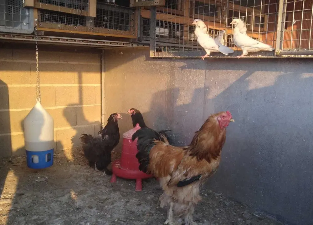 La bandada de pájaros de Martins Armenio (39)