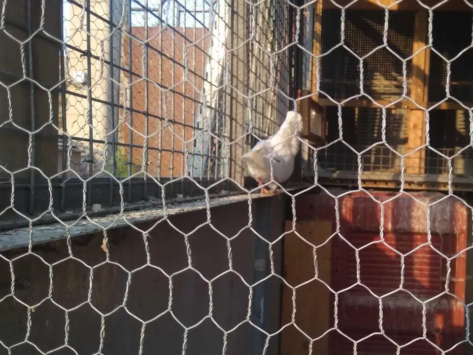 La bandada de pájaros de Martins Armenio (40)