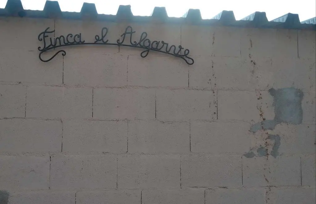 La bandada de pájaros de Martins Armenio (43)