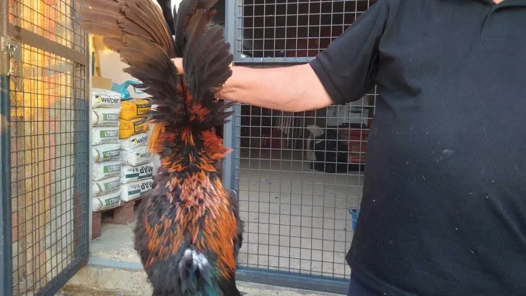 La bandada de pájaros de Martins Armenio (46)