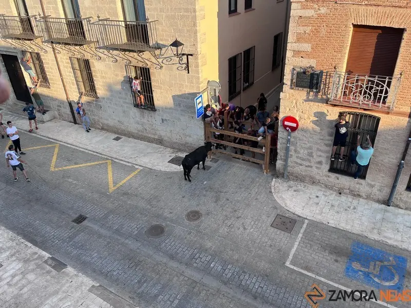 Toro fiestas (5)