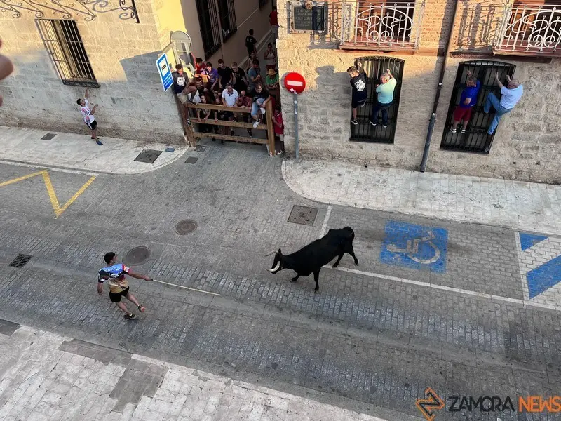Toro fiestas (9)