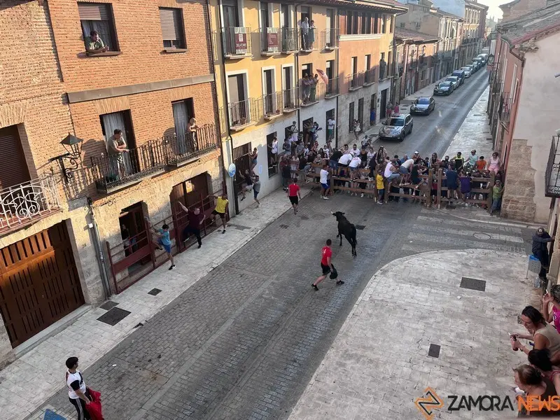 Toro fiestas (10)