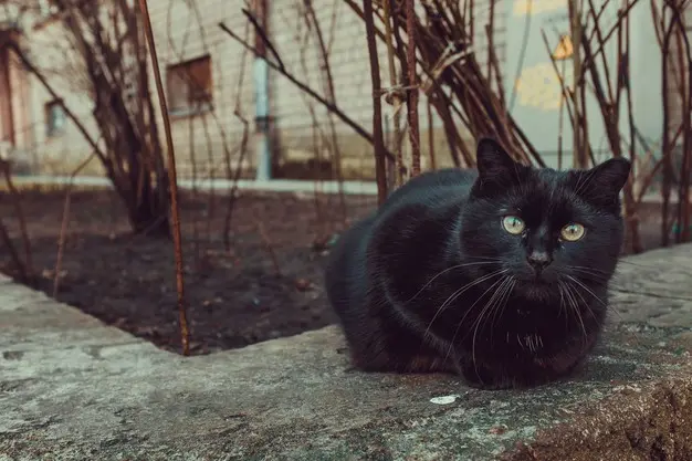 Gato
