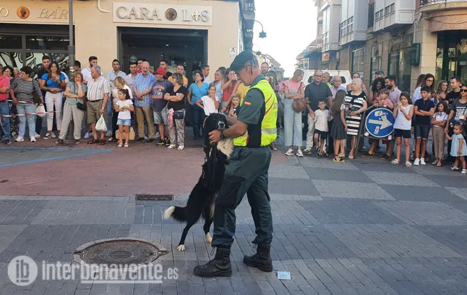 La exhibición canina del Grupo Cinológico de la Guardia Civil acapara miradas en la Feria de Productos de la Tierra. Fotografía: Interbenavente.es