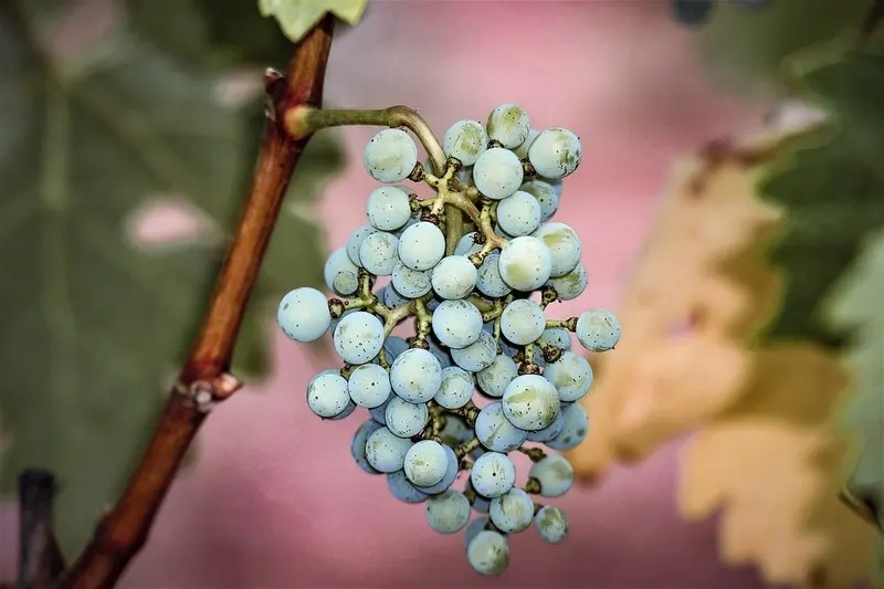 Racimo de uvas
