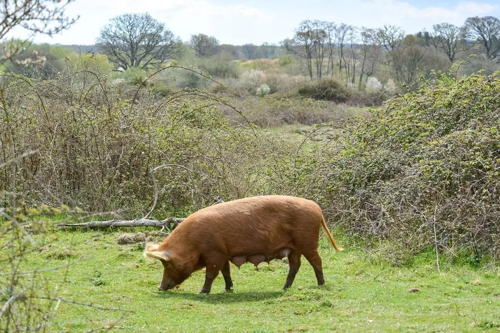 Cerdo. Fotografía de archivo