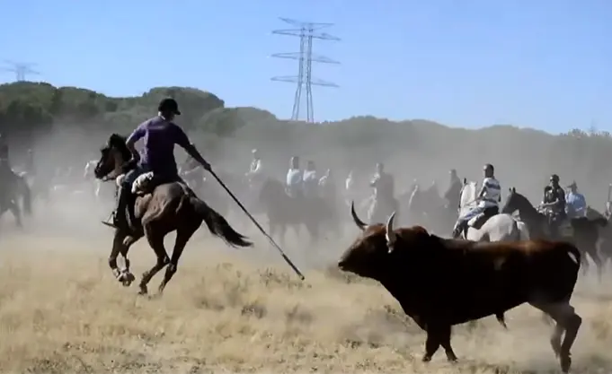 Toro de la Vega