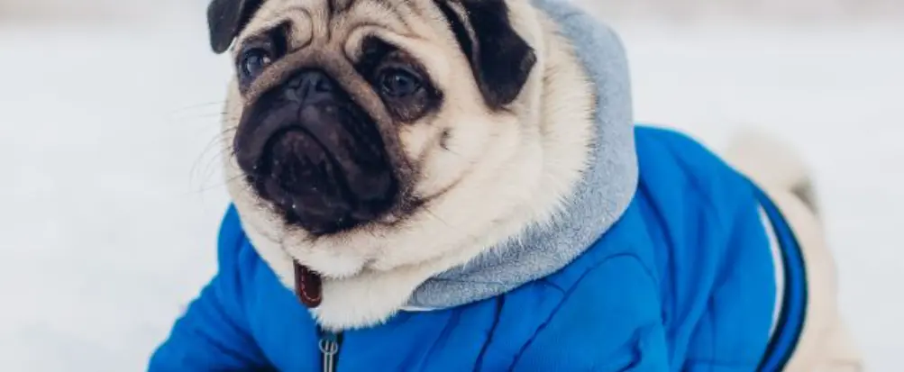Perro pug