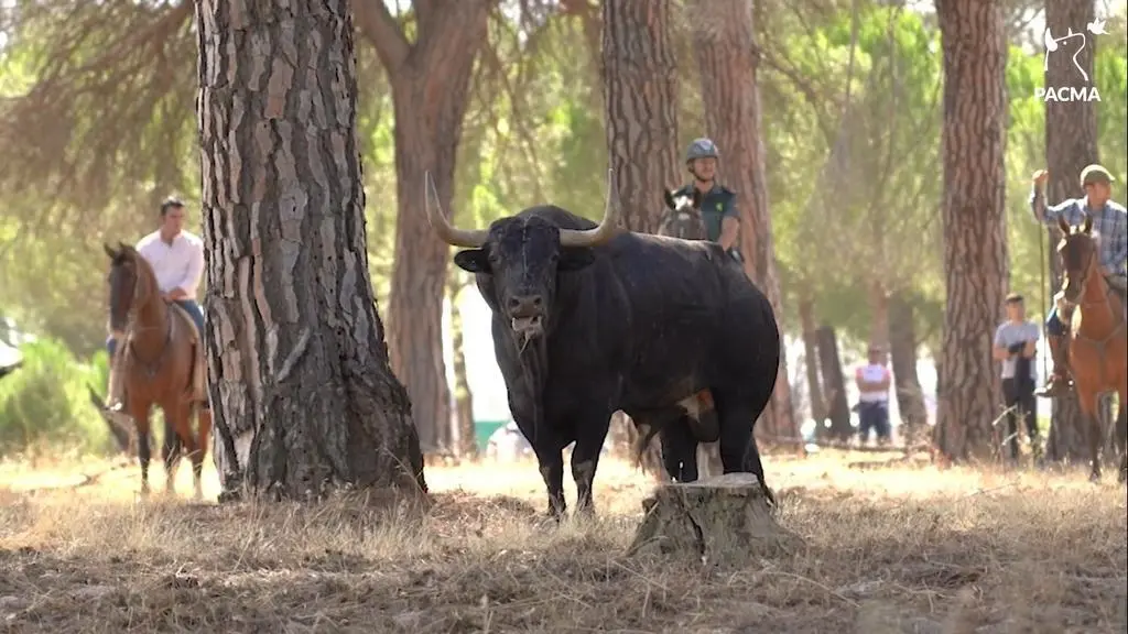 PACAMA - Toros