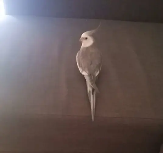 Curro, la ninfa perdida en la zona de Puerta Nueva