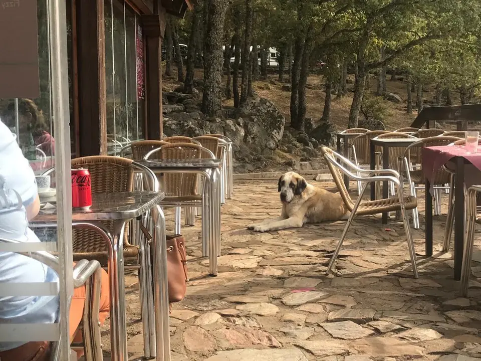 Los mastines en la zona del Lago de Sanabria