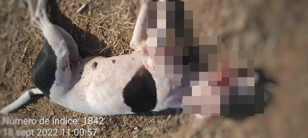 Perro muerto imagen de Prote Animales Zamora