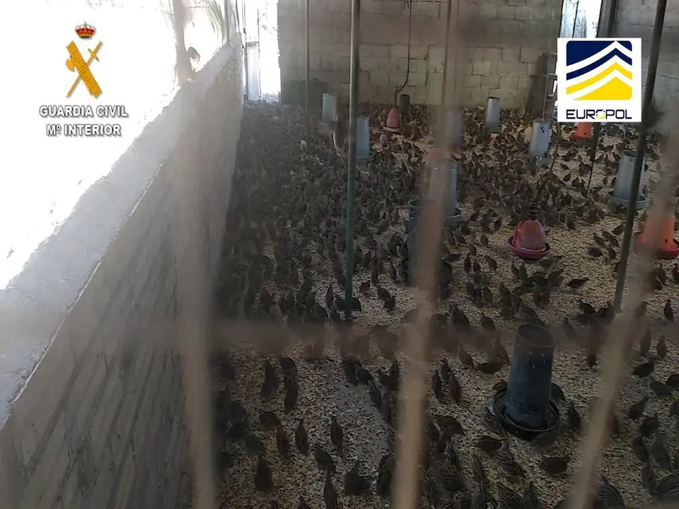 Operación GUATLLA para detectar la introducción de especies invasoras. Fotografía: GC