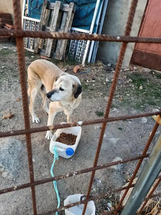 Perro Zamora